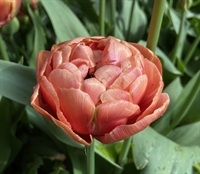 Tulipan Copper Image 8 løg